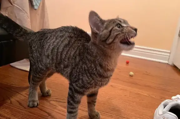 Lost and found pets Chicago, photo: Friendly Brown Tabby Kitten Found in Chicago