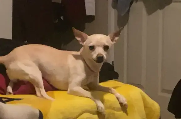 Lost Chihuahua: White Fur & Brown Eyes