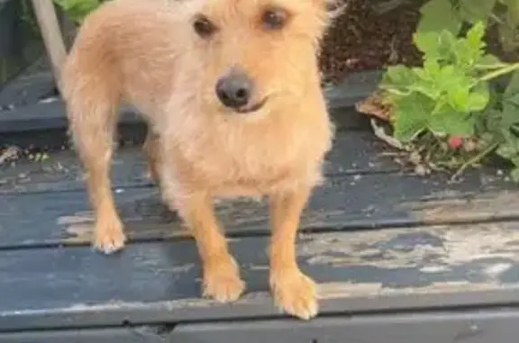 Chienne perdue, canine tordue, Mauves - photo