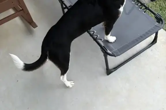 Found dog Birdseye, photo: Found Dog Near Indiana 37, Birdseye