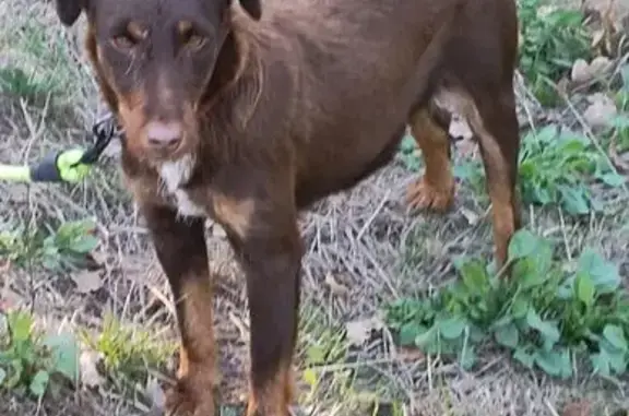 Chienne jagd terrier trouvée à Chaudes-Aigues - photo