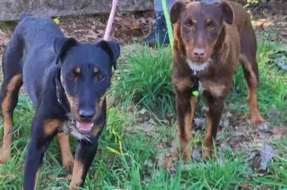 Jagd terrier trouvé près de Chaudes-Aigues - photo
