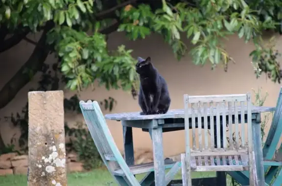 Animaux trouvés Mâcon, photo: Jeune chatte câline trouvée à Mâcon