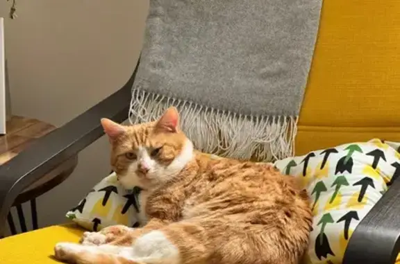 Help Find Leo: Ginger & White Cat Lost