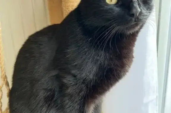 Chat perdu, Le Mans, photo: Chat noir perdu, yeux jaunes, Rue Henri Dunant