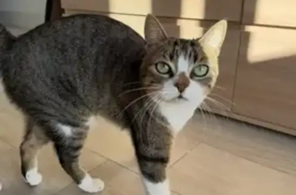 Chat perdu, Lucciana, photo: Chatte perdue, blanche/grise, nom Tya/Titouille