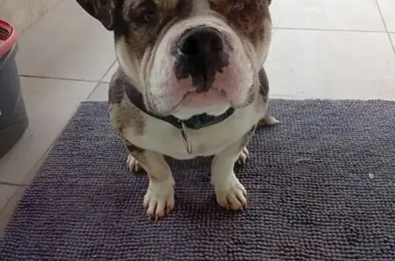 Chien perdu Castelsarrasin, photo : Chien perdu: American Bully tricolore