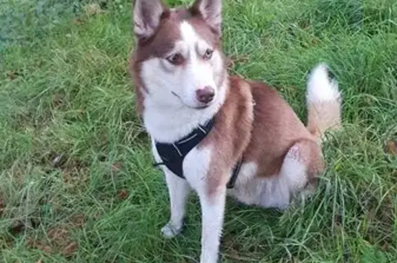Husky marron trouvé Chemin du Chalet 53 - photo