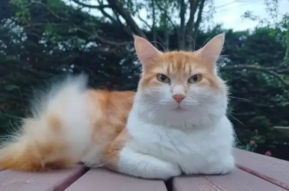 Chat perdu : Roux et blanc, Louigi, Charmilles - photo