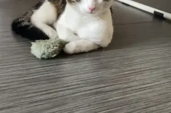 Chat trouvé Ruaudin, photo: Chaton tigré mâle trouvé à Ruaudin
