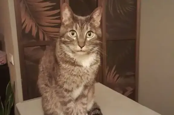 Gato Perdido en Rivas: Patas y Pecho Blancos