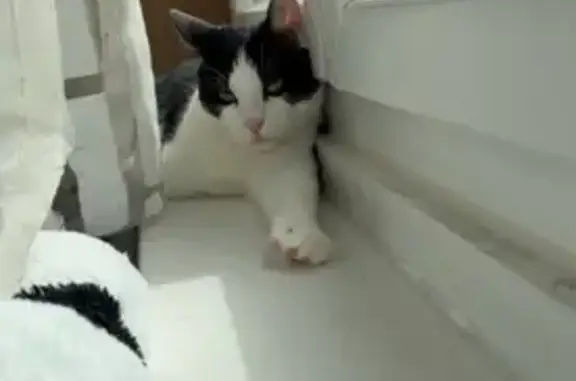 Animaux perdus , photo: Chat perdu joueur à Vitry-sur-Seine