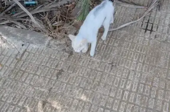 Gato blanco con marcas negras encontrado en Cartagena