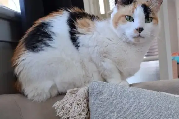 Lost pets , photo: Lost Calico Cat: Unique Ear Colors & Tail