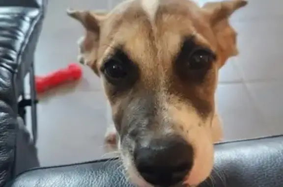 Found pets San Antonio, photo: Found Dog: Masked Pup in San Antonio
