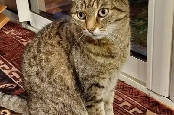 Chatte Ciboulette perdue à Saumur - photo