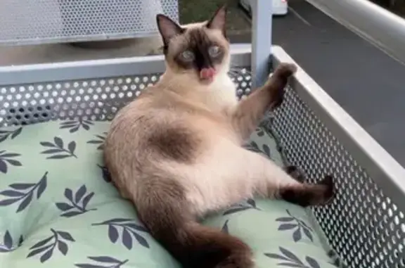 Chatte siamoise perdue à Bellerive-sur-Allier - photo
