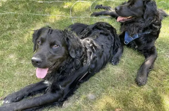 Lost Dog: Black with White Chest in Scotrun