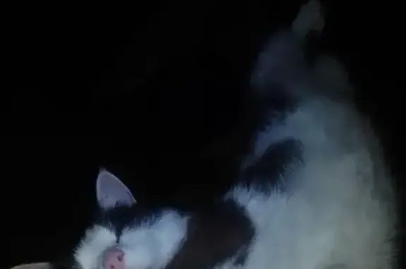 Lost Tuxedo Cat in Balga - Delawney St