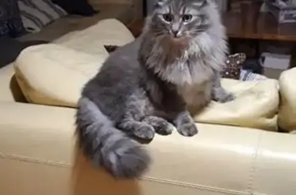 Chat perdu à Castres : Titus, 3 ans, pucé - photo