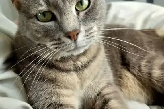 Friendly Grey Cat Lost in Louisville