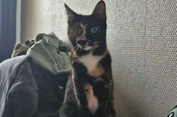 Chatte écaille perdue, tâche blanche, Toulouse - photo