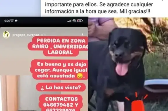 ¡Perdida! Mika, Rottweiler en Celo en Castadón