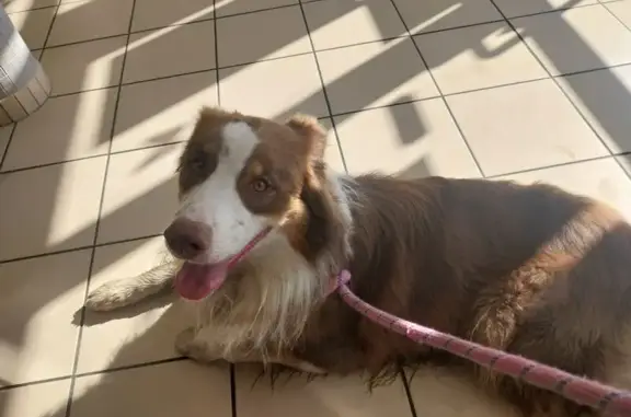 Chien trouvé , photo: Berger australien trouvé à Exireuil