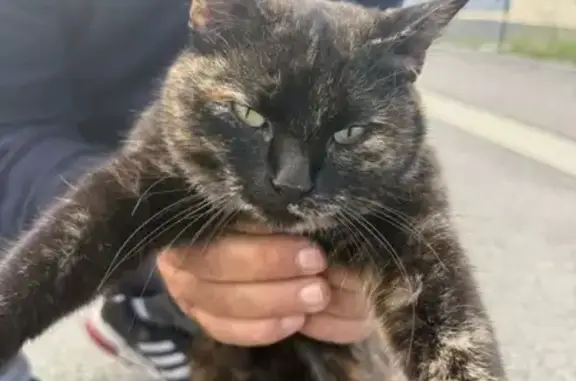 Chat sociable trouvé à Davayat (63) - photo