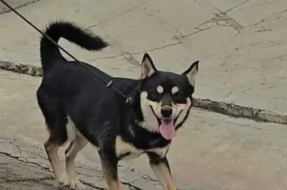 cachorro encontrada