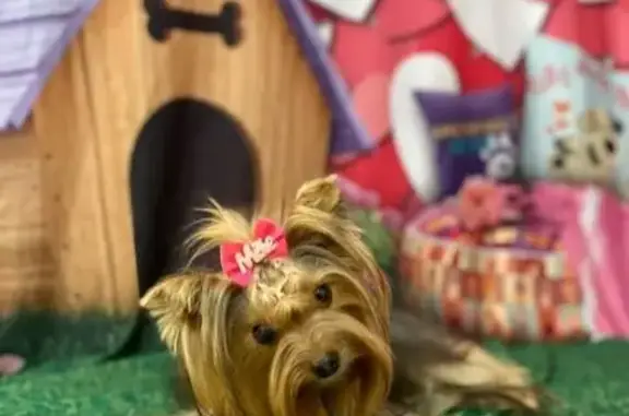 cachorro desaparecida