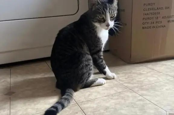 Lost Gray Tabby Cat in Philadelphia
