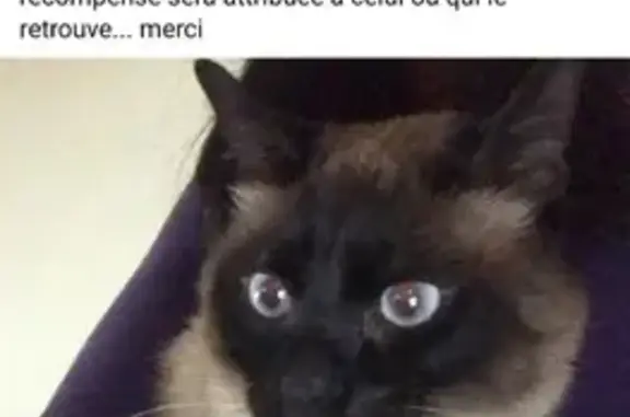 Chat siamois perdu à Ispagnac - photo
