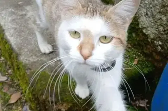 Chat blanc et beige trouvé à Fouchères-aux-Bois - photo