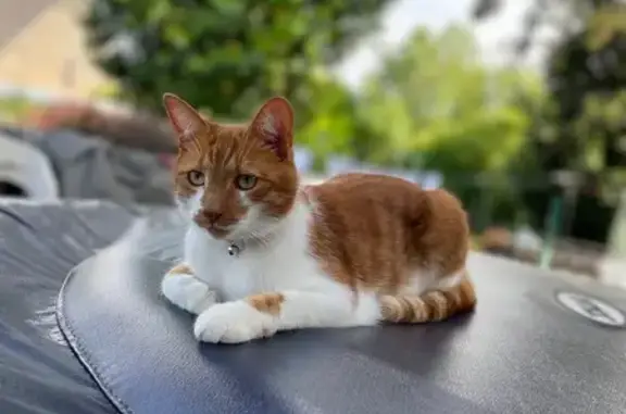 Chat perdu, Picauville, photo: Chat roux et blanc perdu à Picauville