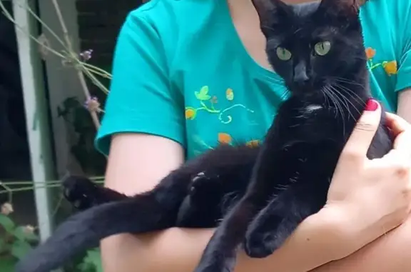 Chatte noire perdue à Dijon - photo