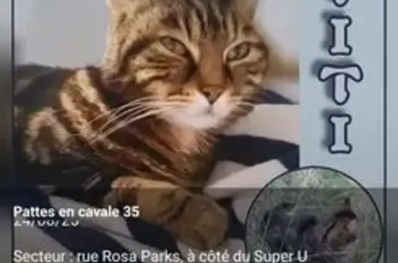 Chat perdu : 14 ans, pucé, câlin, Le Rheu - photo