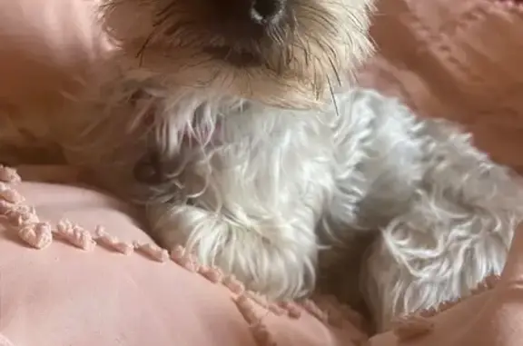 Lost pets Detroit, photo: Lost Yorkie: Tan Coat, Red Collar, Detroit