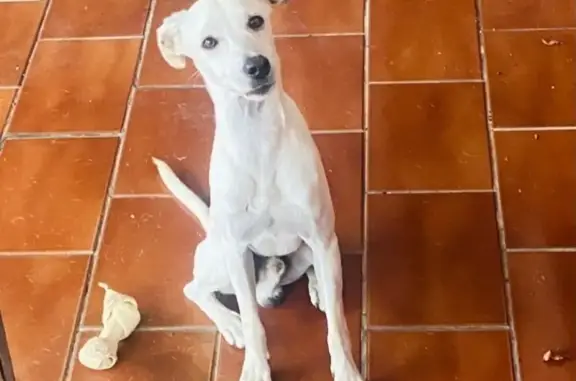 Cachorro perdido Macho (brl001480) - photo