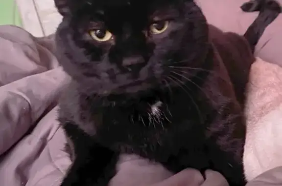 Lost Black Cat: Friendly & Food-Loving