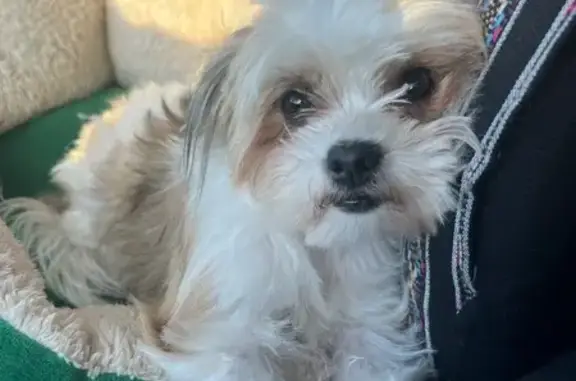 Lost and found pets Oklahoma City, photo: Help Find Our Beloved Lost Maltese Mix!