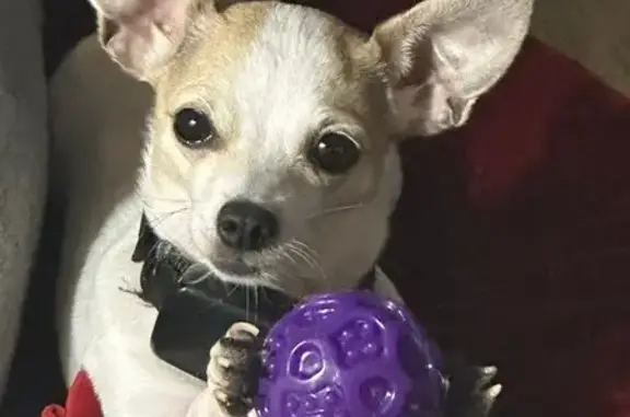 Lost: Skittish 5lb Dog Near Hwy 411