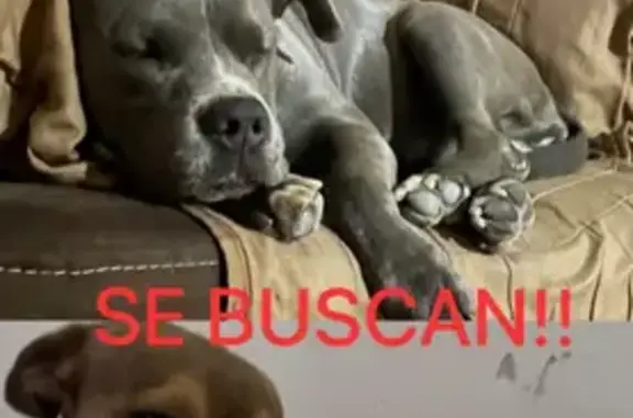¡Perros Perdidos en El Pedregal! Ayuda