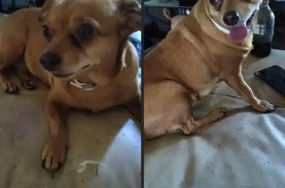 Friendly Dog Lost Near Wright Lane