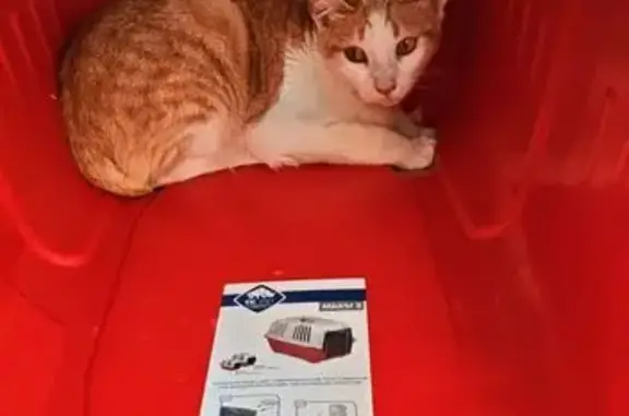 Gato encontrado Valladolid, foto: Gato Encontrado en Calle de la Vía, Valladolid