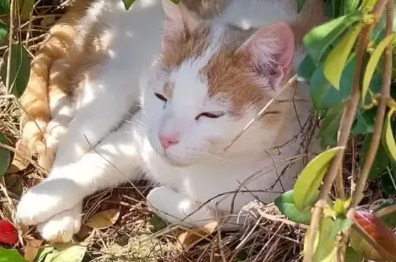 Chat perdu : Loulou, blanc et roux, 5 ans - photo