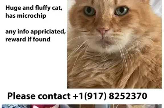 Missing cat San Francisco, photo: Lost: 13-Year-Old Fluffy Cat in SF