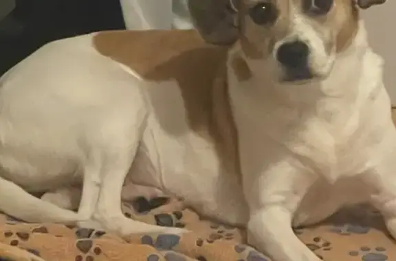 Lost Nervous Dog in Tobyhanna Area
