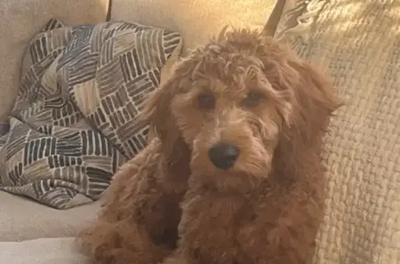 Lost Dog: Blue Collar on Hopewell Rd