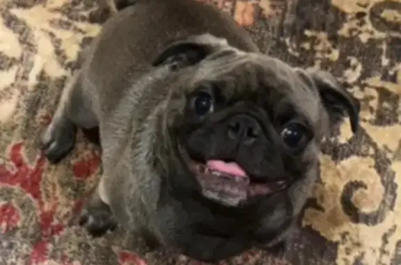 Lost Shy Silver Pug in Highland Pass